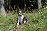 BOSTON TERRIER 146